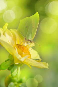 Yellow butterfly on a big yellow flower with a beautiful bokeh