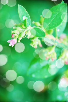 Beautiful natural background with green leaves and pink flowers