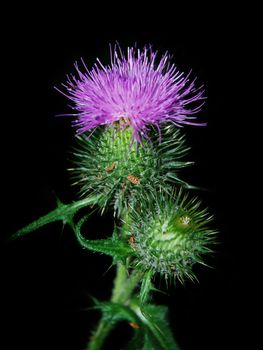 Pink flower of a prickly thistle isolated on a black background