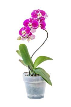 Purple phalaenopsis orchid flower in a transparent flowerpot  isolated on white background