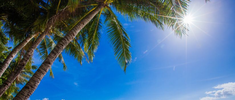 Sun shining through tall palm trees. Summer, travel, vacation, tourism, lifestyle and weather concept