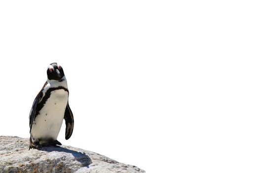 african black-footed penguin standing on a rock isolated on a white background