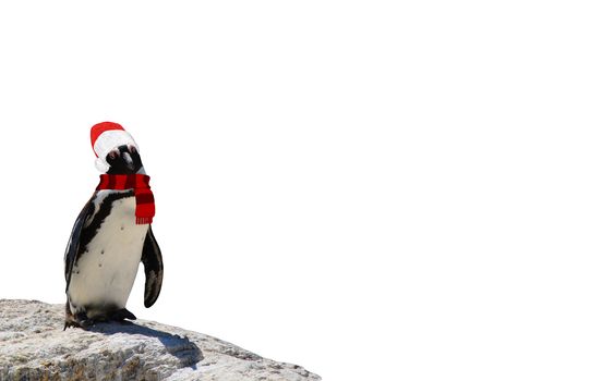 Merry christmas a funny african penguin wearing a scarf and santa claus hat isolated on a white background