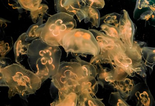 beautiful marine life background of many moon jellyfish lighting up and glowing in the dark ocean