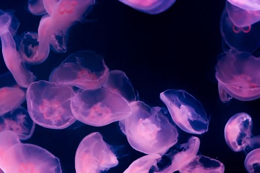 amazing marine life background of many moon jellyfish giving light in the dark sea in purple and pink colors