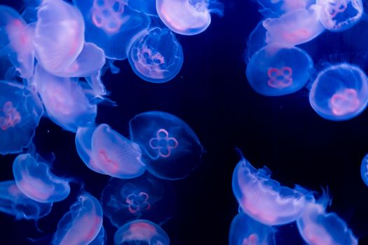 many common moon jelly fish swimming in the ocean and glowing in blue purple colors beautiful marine life background