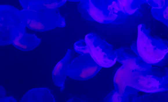 group of common moon jelly fish swimming in the ocean and glowing in blue and purple colors a marine life background