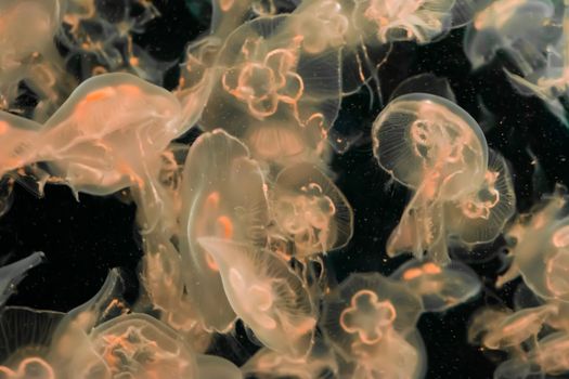 amazing beautiful marine life background of many common moon jellyfishes swimming in the dark ocean and glowing in white yellow orange colors