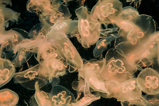 Group of common moon jellyfish swimming and glowing light in the dark ocean in white yellow orange colors beautiful marine life background