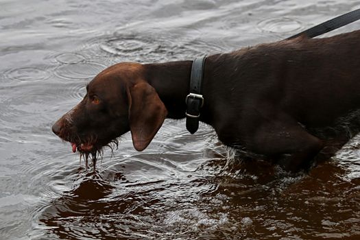 Brovn hunter dog drinking water in river.
