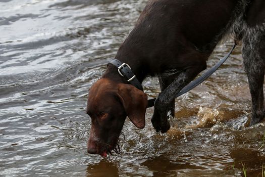 Brovn hunter dog drinking water in river.