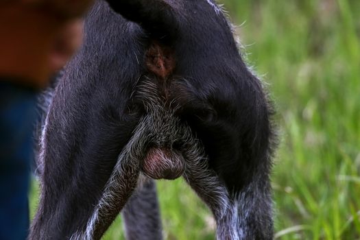 Close up on the back side of  brown hunting dog.