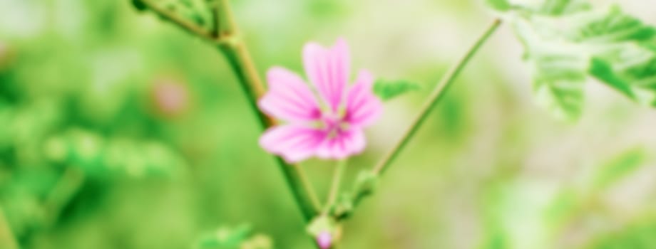 Defocused background of a purple wild flower on a green field. Intentionally blurred post production for bokeh effect