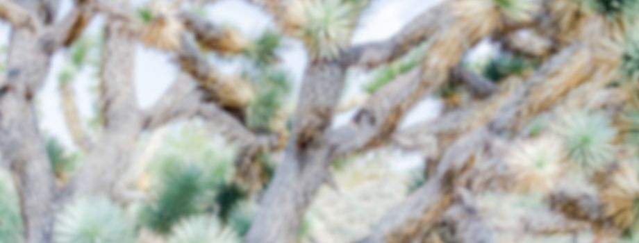 Defocused background of Joshua Trees in Arizona. Intentionally blurred post production for bokeh effect