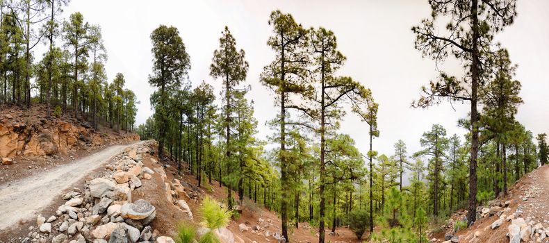 Pine forest with stones, Panorama in Tenerife, Canarian Islands