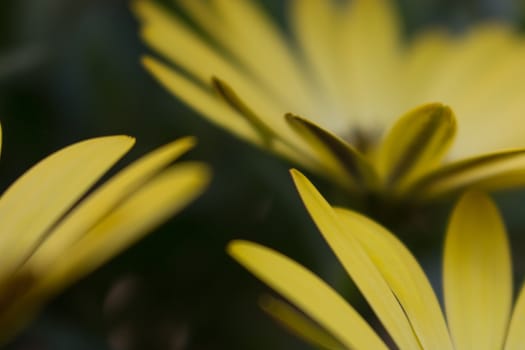 Closeup soft focus of yellow daisy petals at different angles on a black background