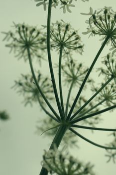 under view of wild english flowers with white petals and a soft rustic vintage light