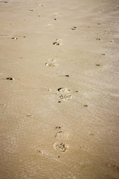 Boot footprints in sand walking towards you,  portrait view