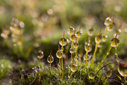 Morning water dew on mossy rich green grass, water droplets
