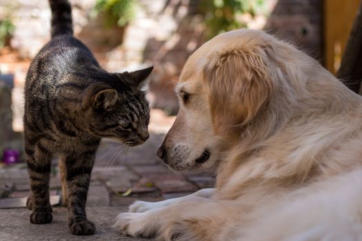 British tabby cat meets young golden retriever in sunny courtyard garden