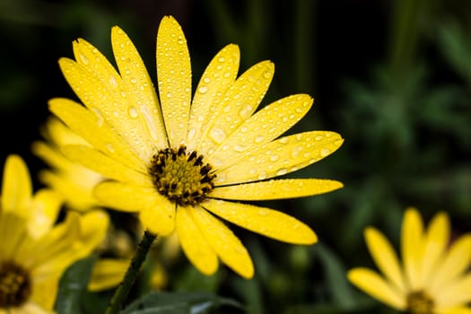 Closeup view of a bright yellow daisy with water droplets on the petals, on a black background