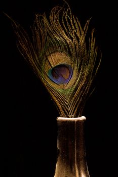 multi coloured Peacock feather in gold jar/vase on black isolated background