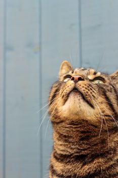 British tabby cat looking up with blue wooden background