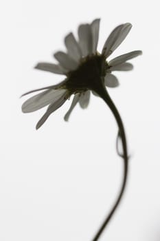 An isolated destressed white daisy with black stem on white background