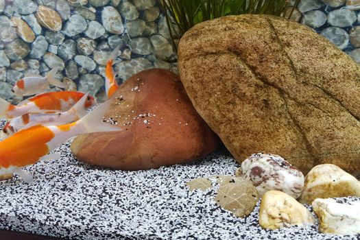 Goldfish swim in a beautiful house aquarium. Aquarium floor and background of pebbles