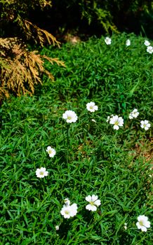 Little white Daisy or other flowers on the green grass