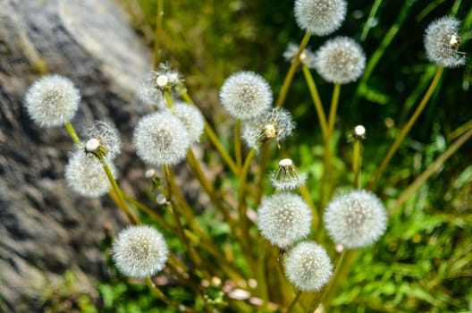 Closeup of fluffy white dandelion in grass with field flowers