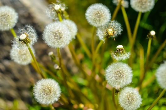 Closeup of fluffy white dandelion in grass with field flowers