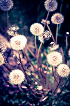 Closeup of fluffy white dandelion in grass with field flowers