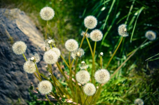 Closeup of fluffy white dandelion in grass with field flowers