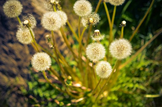 Closeup of fluffy white dandelion in grass with field flowers