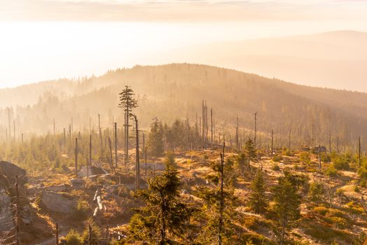 Devasted forest in caues of bark beetle infestation. Sumava National Park and Bavarian Forest, Czech republic and Germany. View from Tristolicnik, Dreisesselberg.