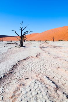 Dead camel thorn trees in Deadvlei dry pan with cracked soil in the middle of Namib Desert red dunes, near Sossusvlei, Namib-Naukluft National Park, Namibia, Africa