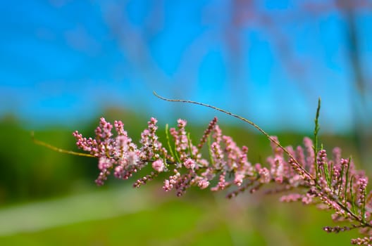 Branch of a pink Tamarix blooming on a turquoise background of sky