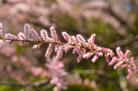 Branch of a pink Tamarix blooming on a turquoise background of sky