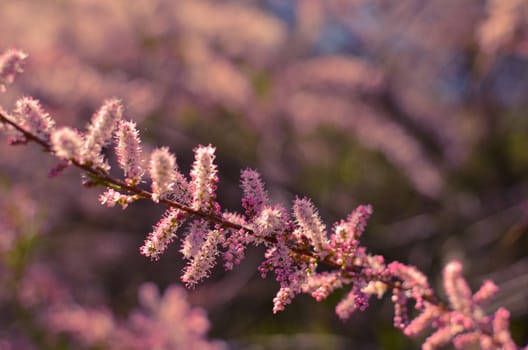 Branch of a pink Tamarix blooming on a turquoise background of sky