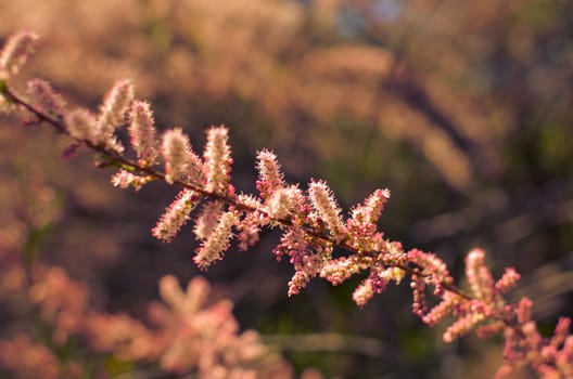 Branch of a pink Tamarix blooming on a turquoise background of sky