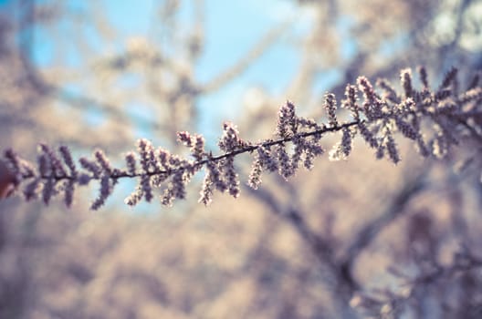 Branch of a pink Tamarix blooming on a turquoise background of sky