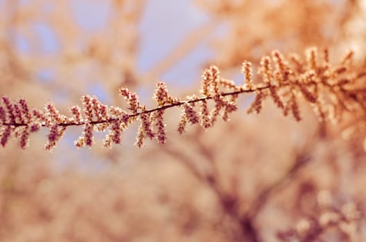 Branch of a pink Tamarix blooming on a turquoise background of sky