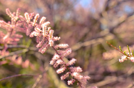 Branch of a pink Tamarix blooming on a turquoise background of sky