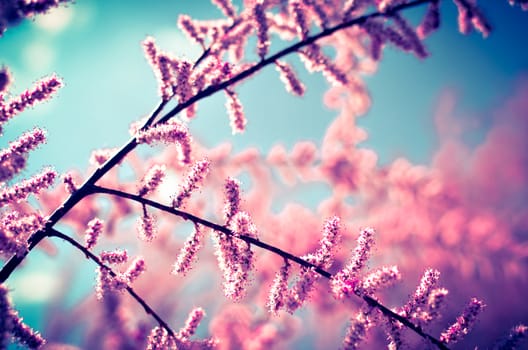 Branch of a pink Tamarix blooming on a turquoise background of sky