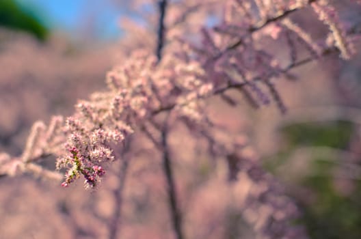 Branch of a pink Tamarix blooming on a turquoise background of sky