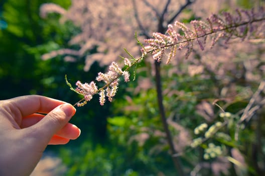 Branch of a pink Tamarix blooming on a turquoise background with hand