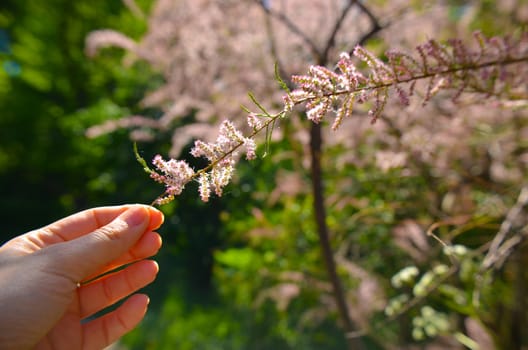 Branch of a pink Tamarix blooming on a turquoise background with hand