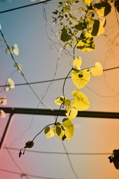 Green foliage of Aristolochia macrophylla or pipevin on the sky as background