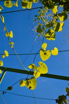 Green foliage of Aristolochia macrophylla or pipevin on the sky as background